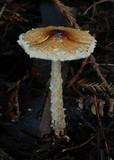 Lepiota magnispora image