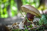 Tylopilus plumbeoviolaceus image