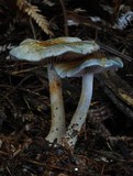 Cortinarius rotundisporus image