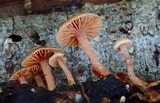 Tubaria conspersa image