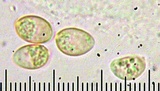 Tubaria conspersa image