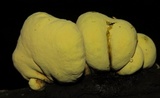 Entonaema liquescens image