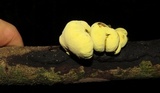 Entonaema liquescens image