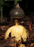Geastrum pectinatum image