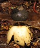 Geastrum pectinatum image