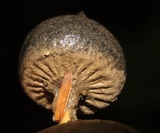 Geastrum pectinatum image