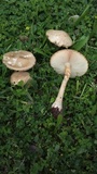 Amanita foetidissima image