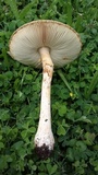 Amanita foetidissima image