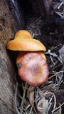 Gymnopilus purpureosquamulosus image