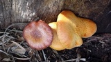 Gymnopilus purpureosquamulosus image