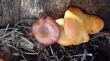 Gymnopilus purpureosquamulosus image
