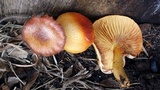 Gymnopilus purpureosquamulosus image