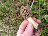 Morchella americana image