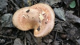 Paxillus involutus image