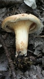 Paxillus involutus image