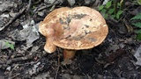 Paxillus involutus image