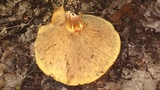 Paxillus involutus image