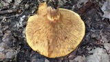 Paxillus involutus image