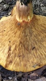 Paxillus involutus image