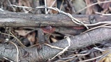Hexagonia variegata image