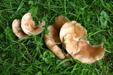 Clitocybe squamulosa image