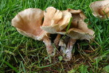 Clitocybe squamulosa image