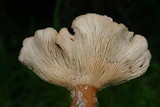 Clitocybe squamulosa image