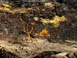 Hydnophlebia chrysorhiza image