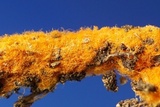 Hydnophlebia chrysorhiza image