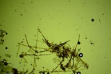 Jafnea semitosta image