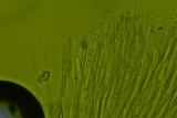 Jafnea semitosta image