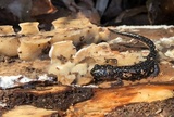 Gloeoporus dichrous image