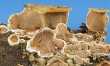 Gloeoporus dichrous image