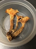 Hygrophoropsis rufa image