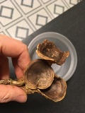 Hygrophoropsis rufa image