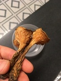 Hygrophoropsis rufa image