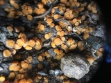 Anthracobia melaloma image