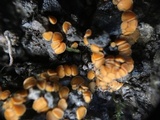 Anthracobia melaloma image