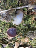 Peziza violacea image