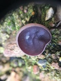 Peziza violacea image