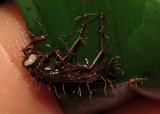 Ophiocordyceps humbertii image