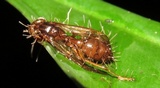 Ophiocordyceps humbertii image