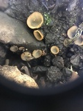 Anthracobia melaloma image