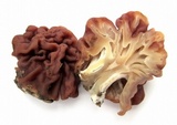 Gyromitra caroliniana image