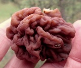 Gyromitra caroliniana image