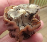 Gyromitra caroliniana image