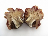 Gyromitra caroliniana image