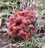 Gyromitra caroliniana image
