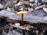 Gymnopus semihirtipes image
