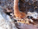 Gymnopus semihirtipes image